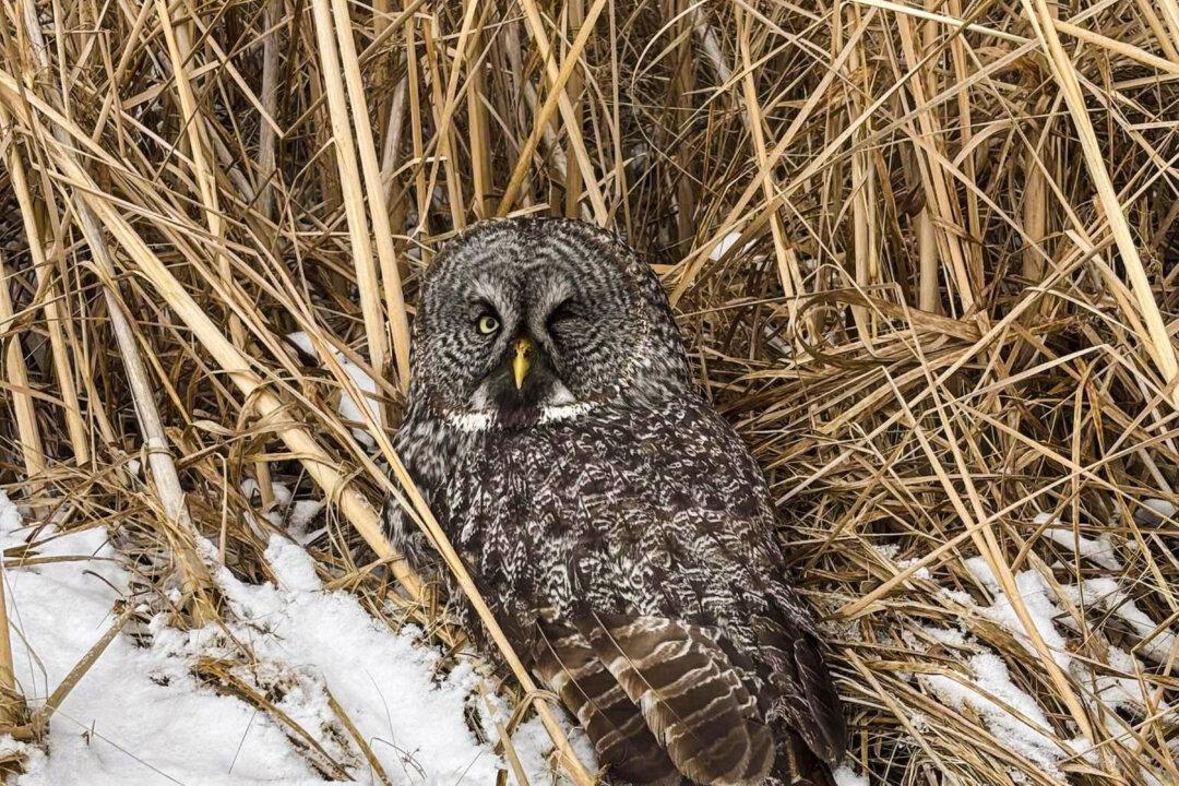 Snowy Owl Rescued From Car Grille by Minnesota Woman Who Saved Another Bird Hours Earlier