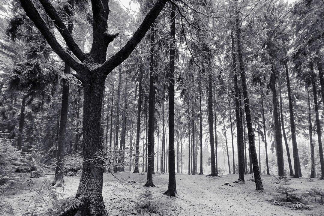 Hope in a New Year: Thomas Hardy’s ‘The Darkling Thrush’