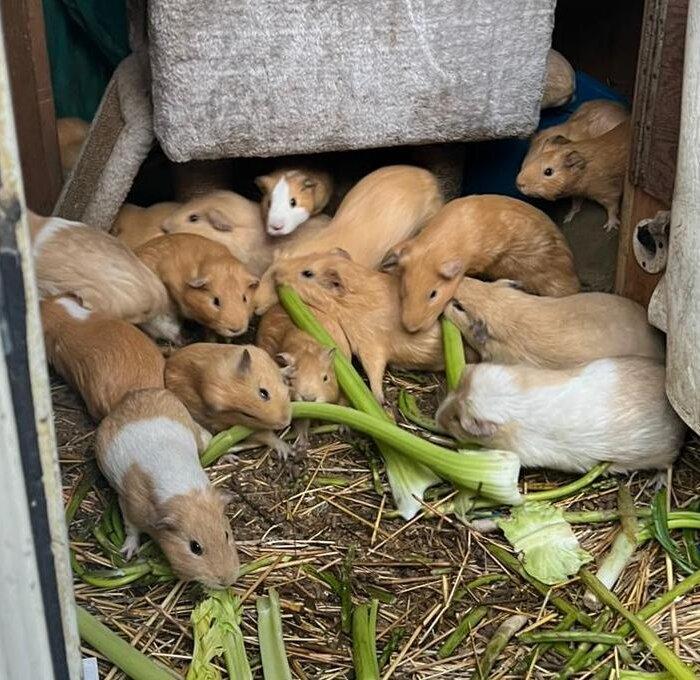 San Diego Humane Society Seeks Home for 135 Guinea Pigs
