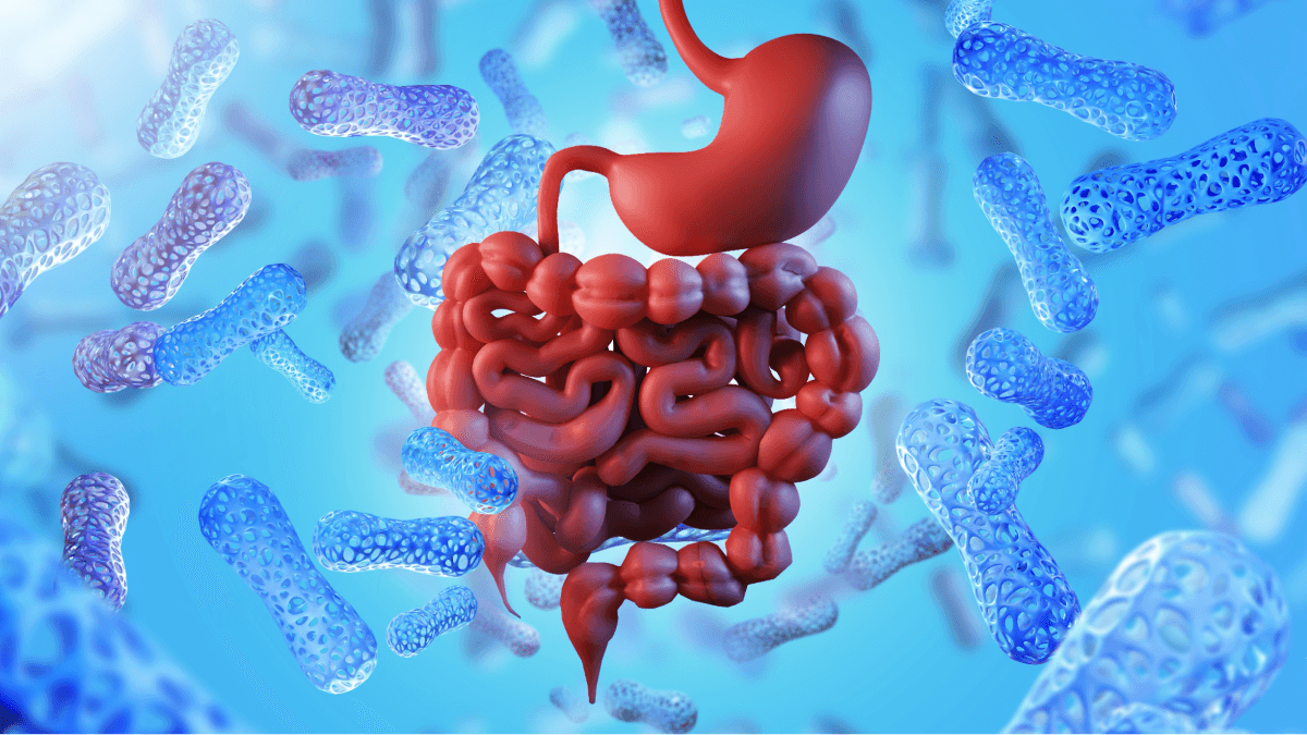 Gut Metabolites Harm the Kidneys and Brain–Here’s How to Mitigate the Damage