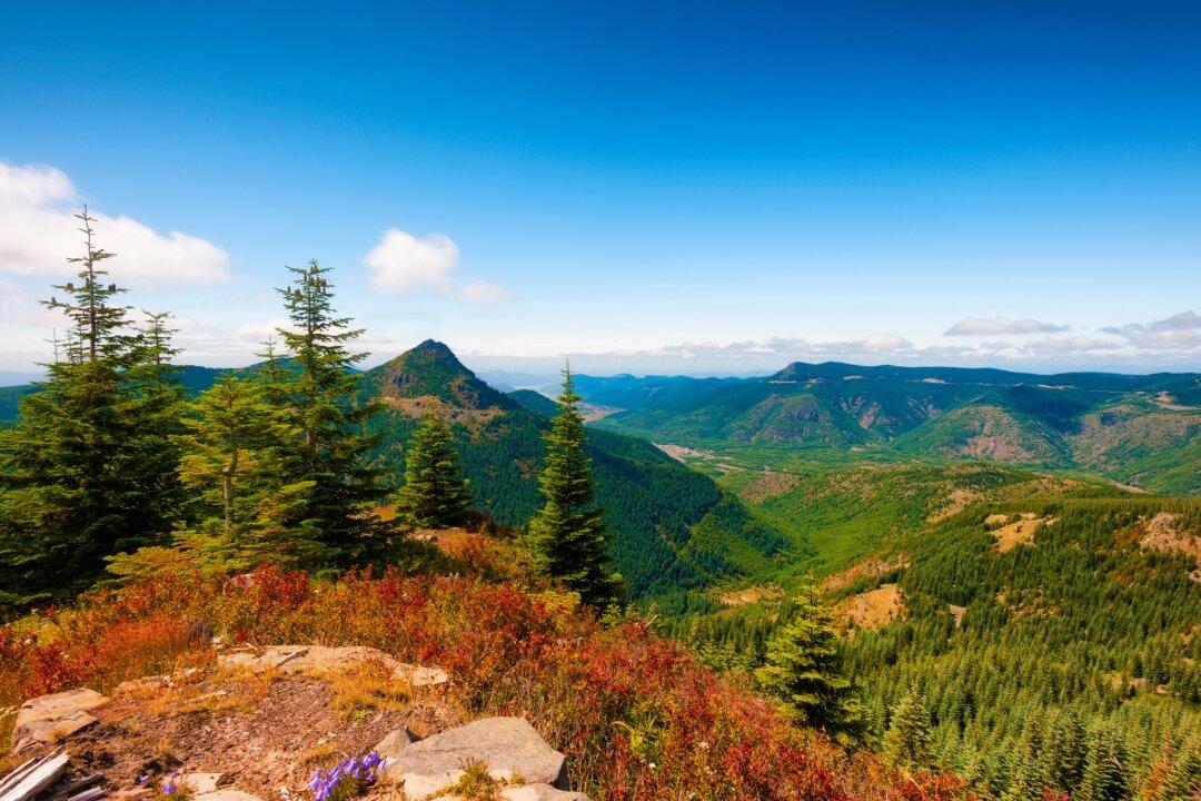 2 Oregon Men Die From Exposure in Forest After They Went Out to Look for Sasquatch