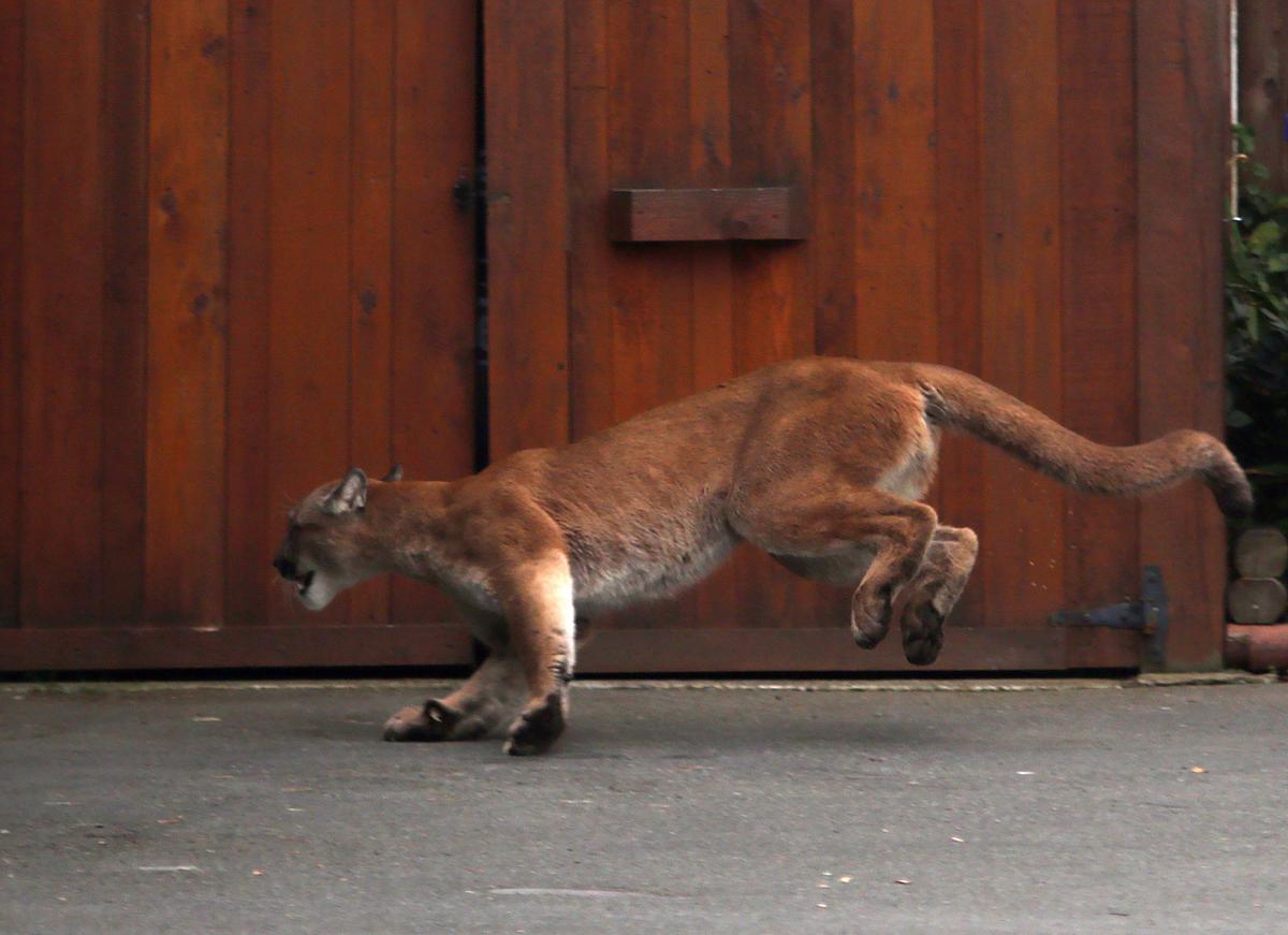 Rare Cougar Sighting Reported in Urban Vancouver, Far From Wilderness