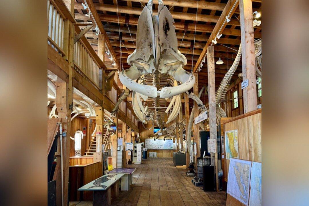 Museum of Whale Skeletons, Painstakingly Rebuilt Over Years, Consumed by BC Fire