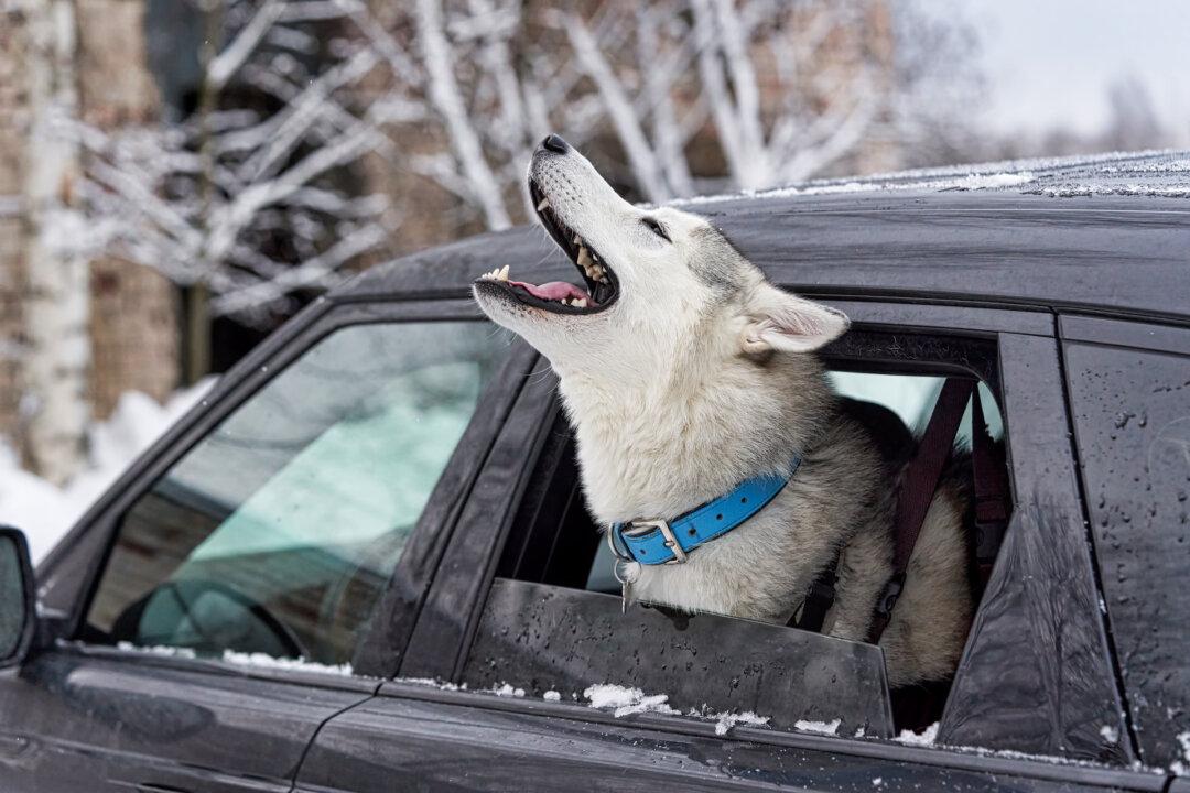 Canine Carsickness: Common but Treatable