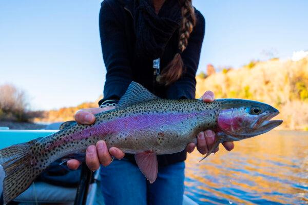 We were hooked on Redding, where the fish were biting on the Sacramento River. (Benjamin Myers/TNS)
