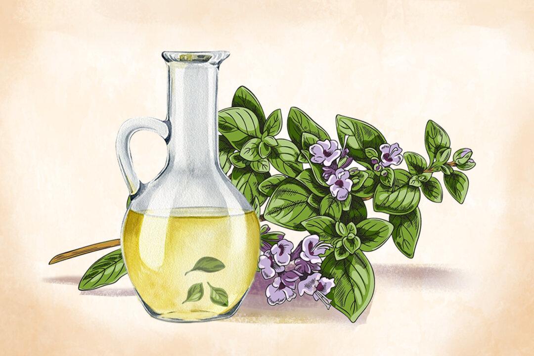Oregano: The ‘Pizza-Spice’ That Doubles as an Infection-Fighter