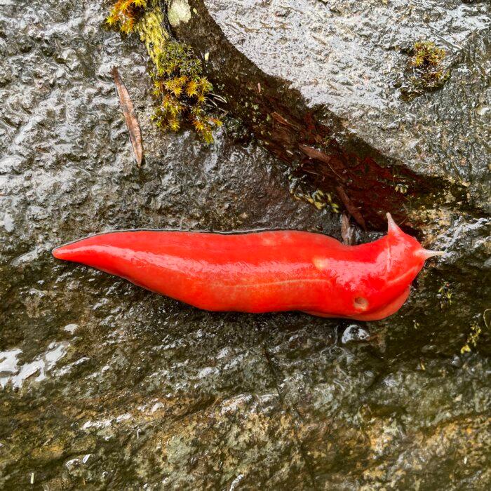 The Return of the Giant Pink Slug: A Symbol of Australia’s Bushfire Resilience