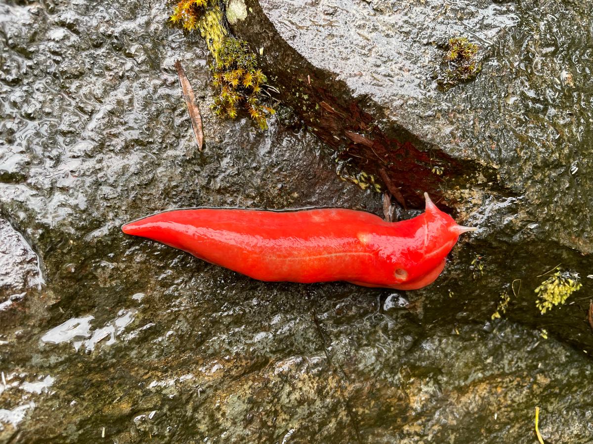 The Return of the Giant Pink Slug: A Symbol of Australia’s Bushfire Resilience