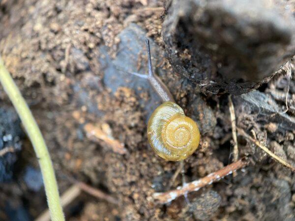 Kaputar carnivorous snail. (Adam Fawcett/NSW National Parks and Wildlife Service)