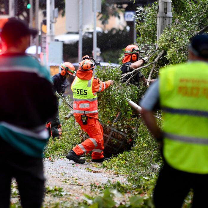 Big Falling Tree Crashes Onto Inner City Pedestrians