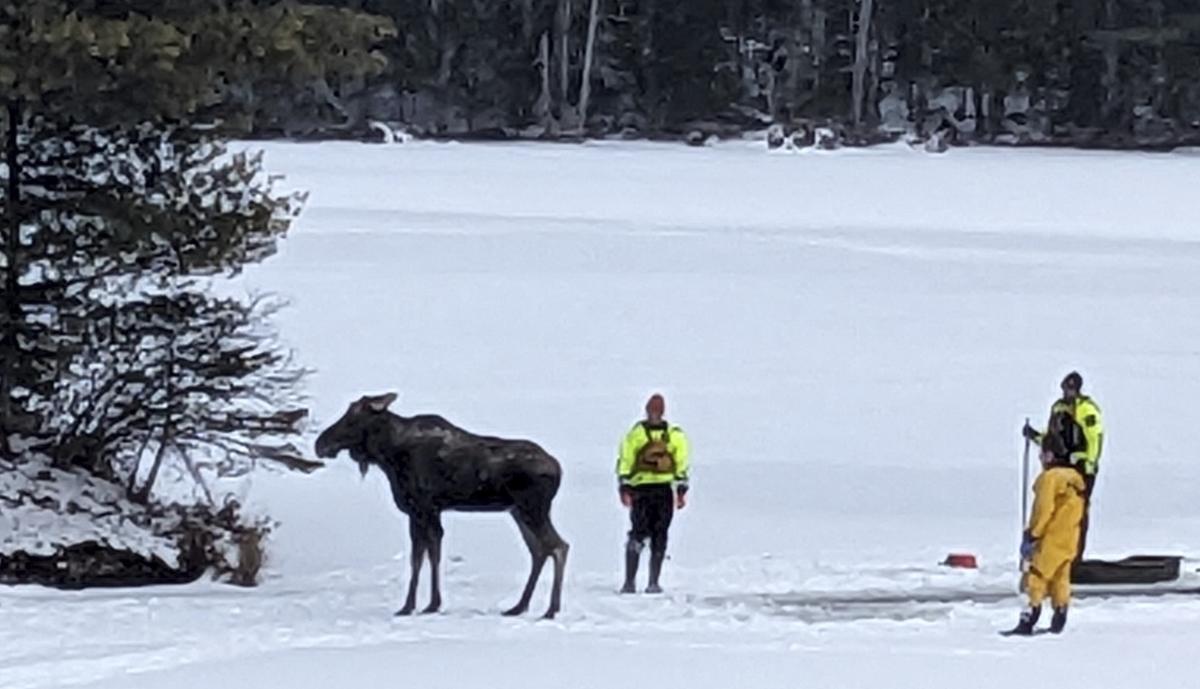 First Responders Saved a Moose That Fell Through Lake Ice in New York. Here’s How They Did It