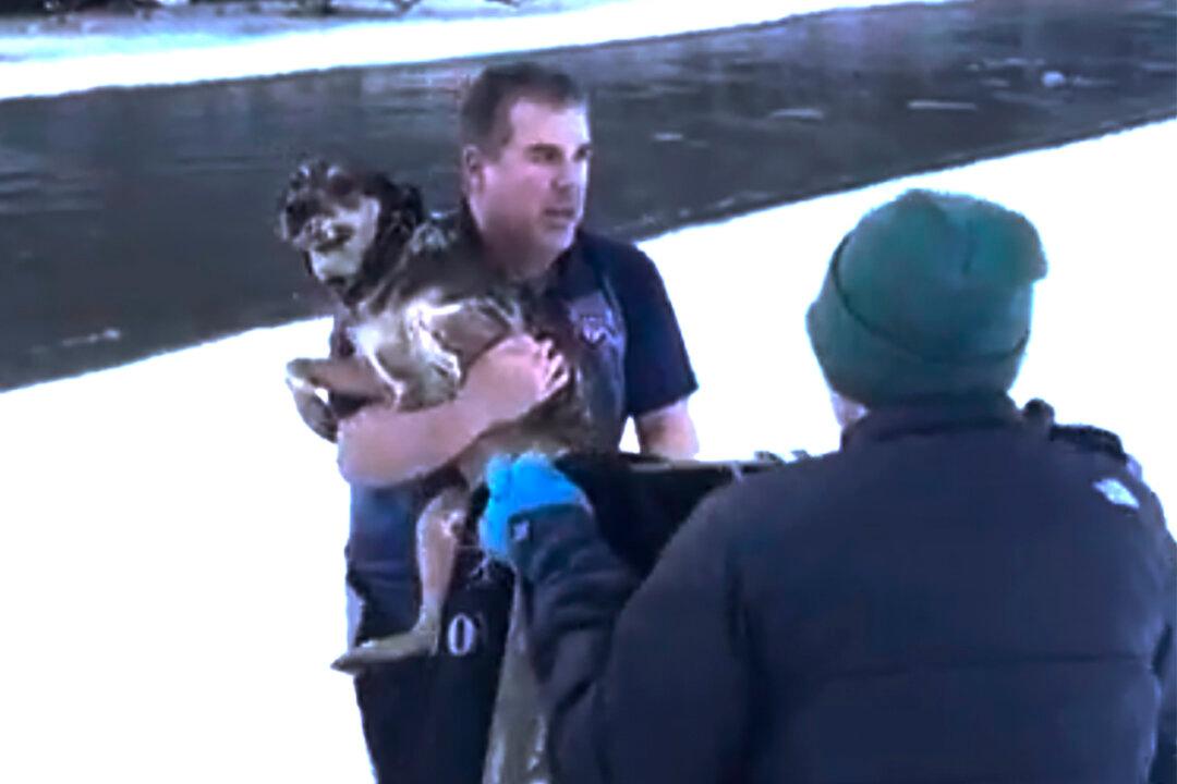 Man’s Dramatic Rescue of Dog From Freezing River in Vermont Caught on Video