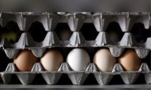 Eggs recalled in Alberta, British Columbia, Ontario, Man., Sask. due to salmonella concerns
