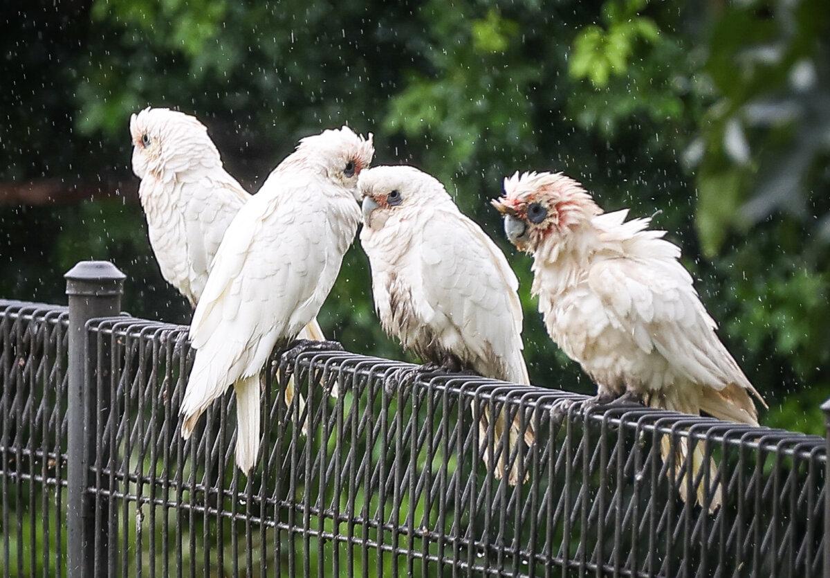 Australian native birds called Corellas rest on a fence in the rain in western Sydney's Windsor in Australia on March 23, 2021. (David Gray/Getty Images)