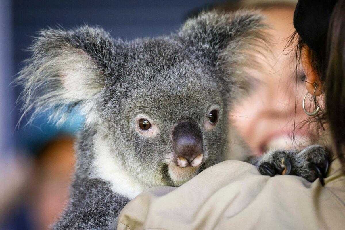 This picture taken on April 6, 2024, shows a native Australian koala being held by a keeper during a show for tourists at Hartley's Crocodile Adventure Park located north of the Queensland city of Cairns in Australia. (David Gray/AFP via Getty Images)