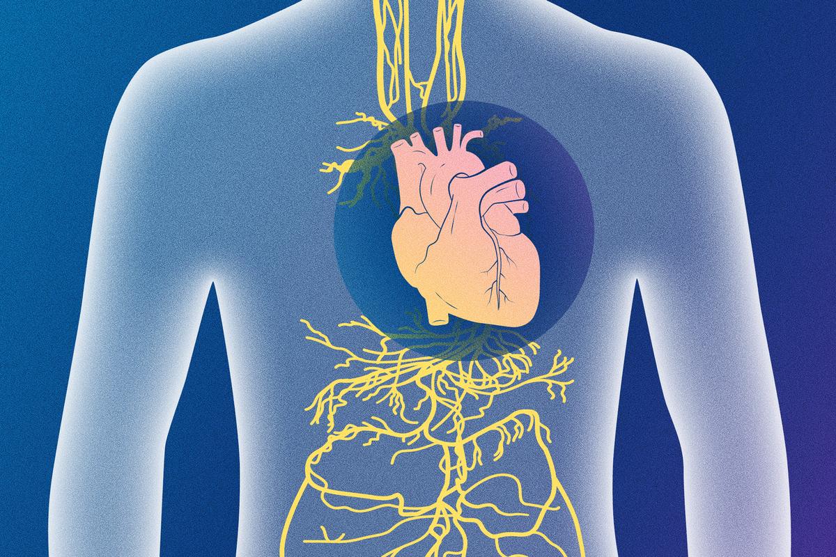 Activating the Vagus Nerve: An Overlooked Approach to Improving Heart Function