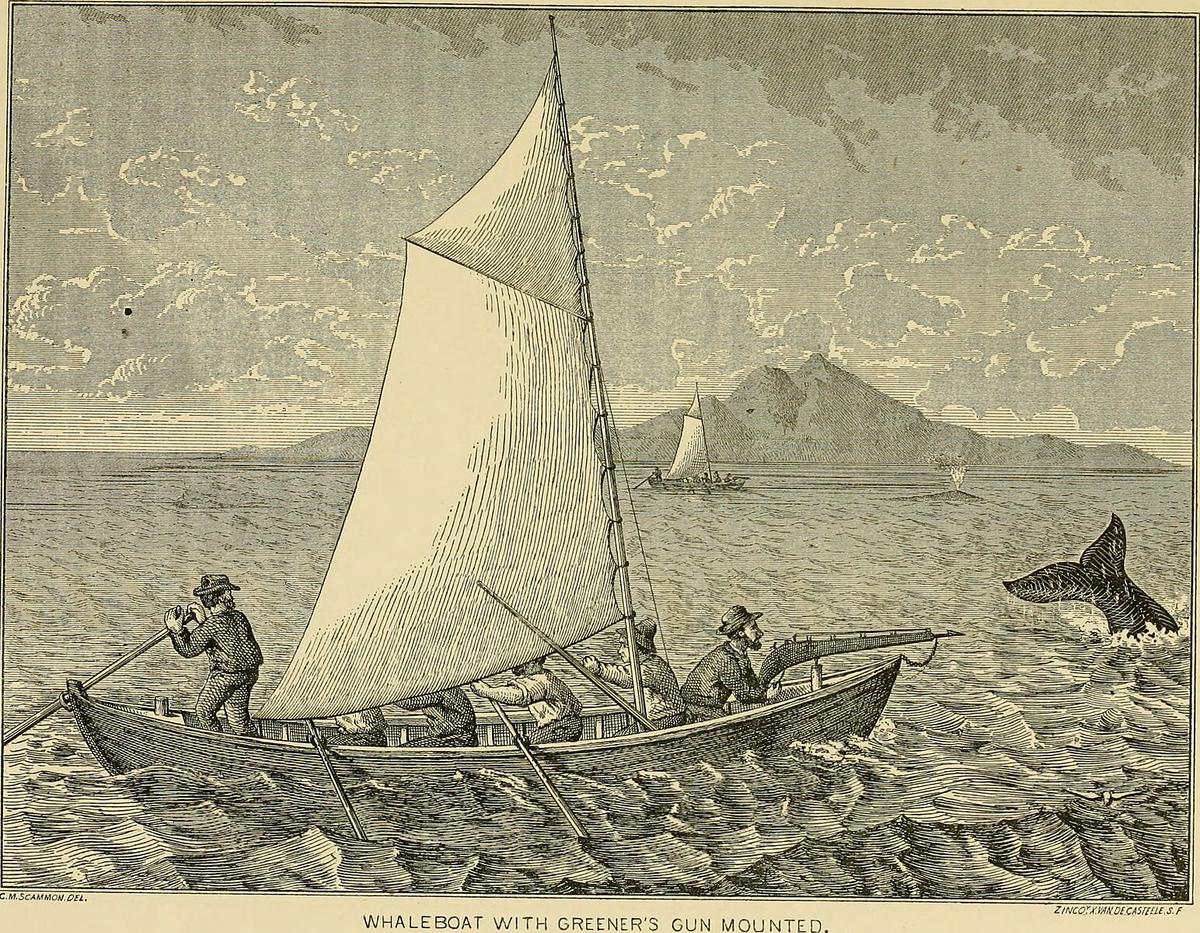 An illustration depicting whales off the coast of the Pacific Northwest. Whaling in the 19th century slowly expanded to new territories as whales were depleted and grew more wary of humans. (Public Domain)