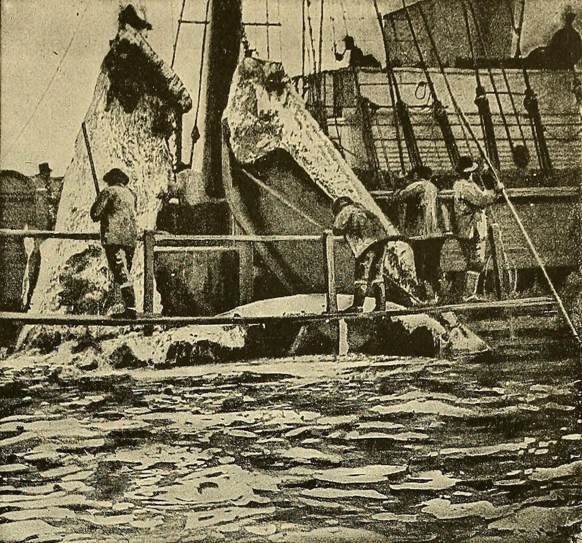 Whaling was a messy, bloody business but it had great rewards if the harvests were plentiful. Outing Magazine.(Public Domain)