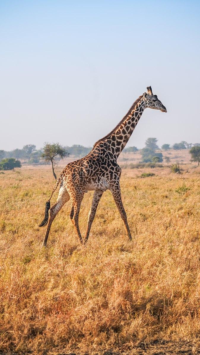 A 2020 photograph of a giraffe walking in the Serengeti National Park, Tanzania. (<a href="https://commons.wikimedia.org/wiki/User:Giles_Laurent">Giles Laurent</a>/<a href="https://creativecommons.org/licenses/by-sa/4.0/deed.en">CC BY-SA 4.0</a>)