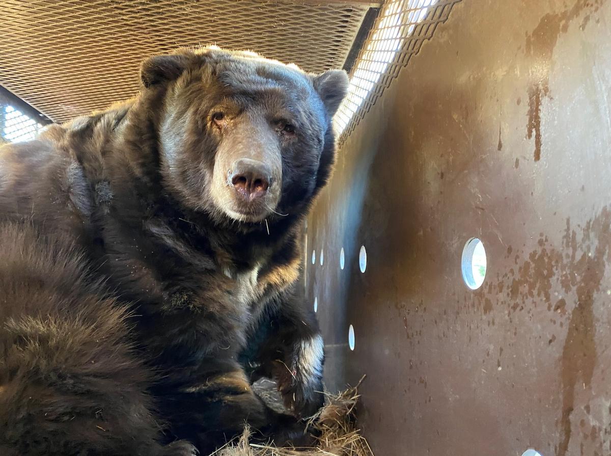 525-Pound Bear Found Under a House in California After Fire