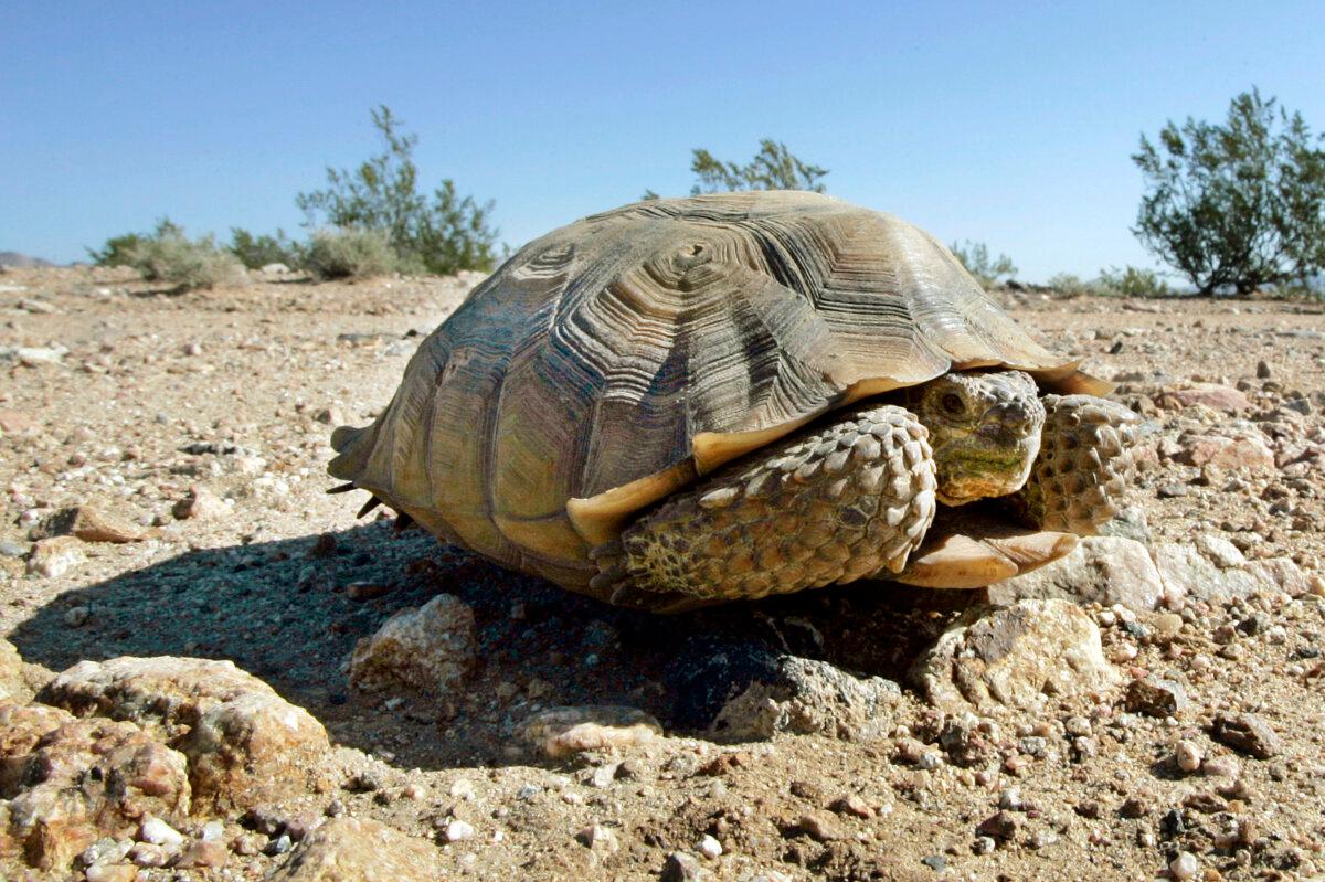 An endangered desert tortoise sits in the middle of a road at the proposed location of three BrightSource Energy solar-energy generation complexes in the eastern Mojave Desert near Ivanpah, Calif., on Sept. 3, 2008. (Reed Saxon/AP Photo)