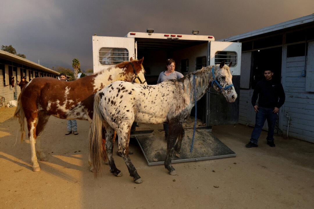 Animal Rescuers Care for LA Fire Evacuees—Dogs, Donkeys, Horses