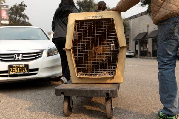 Evacuated residents from the Eaton Fire, carry a kennel with a dog as they seek shelter for it, at the Pasadena Humane Society in Pasadena, Calif., on Jan. 8, 2025. (Zaydee Sanchez/Reuters)
