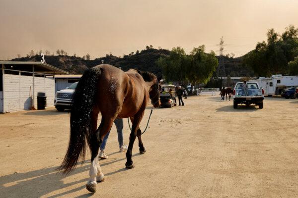 An evacuated horse is exercised as large animals are evacuated from a number of wildfires, at the Los Angeles Equestrian Center in Burbank, Calif., on Jan. 8, 2025. (Carlin Stiehl/Reuters)