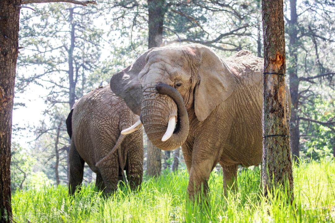 Elephants Can’t Pursue Their Release From Colorado Zoo Because They’re Not Human, Court Says