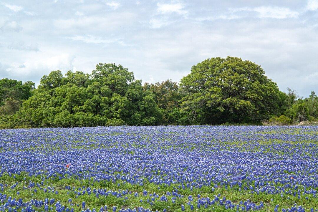 Good Conversation: O. Henry’s Short Story, ‘The Champion of the Weather’