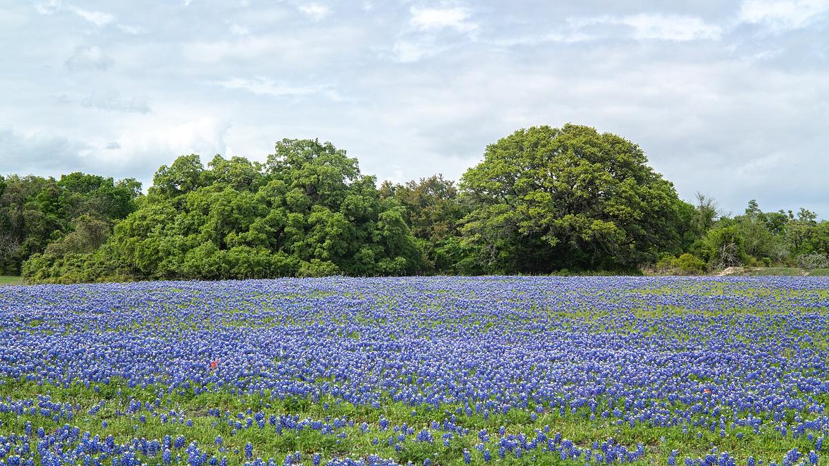 Good Conversation: O. Henry’s Short Story, ‘The Champion of the Weather’