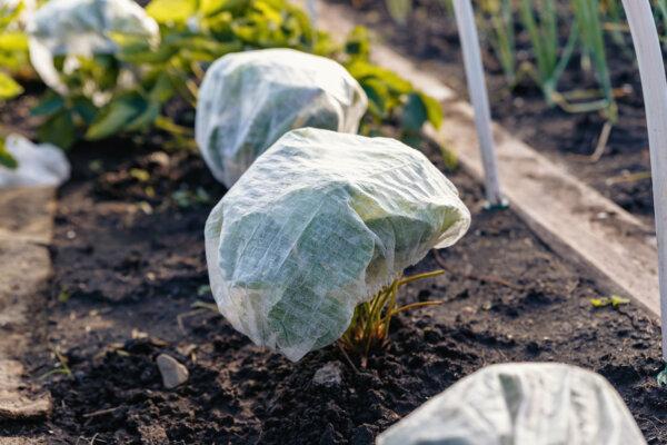 Covering plants with frost blankets—or simply an old sheet or blanket—is one of the easiest ways to protect them from frost damage. (Svyatoslav Balan/Shutterstock)
