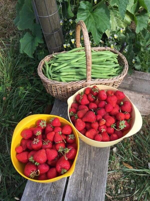 A harvest of Albion strawberries and Provider bush beans. (Eric Lucas)