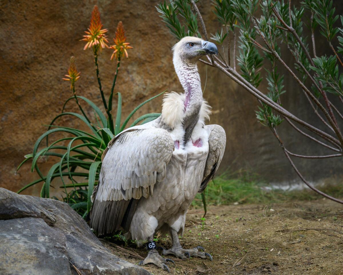 A vulture inside a new exhibit at the Los Angeles zoo. (Courtesy of Los Angeles Zoo)