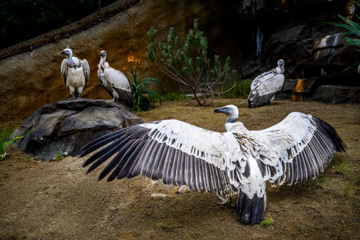 Los Angeles Zoo to Unveil New Habitat for Cape Vultures