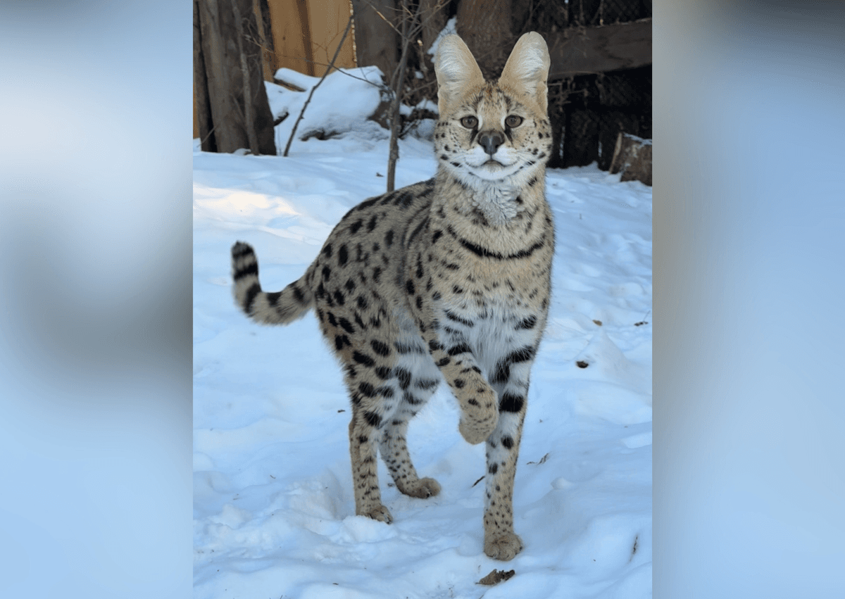 Alberta Woman Fined $15K for Illegally Possessing Wild Cats