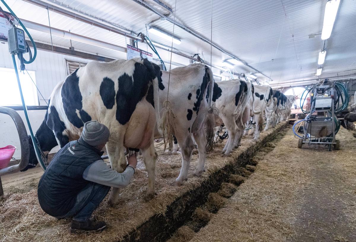 Cory Morgan: Now Is the Ideal Time for Canada to End Its Costly and Outdated Dairy Supply Management System