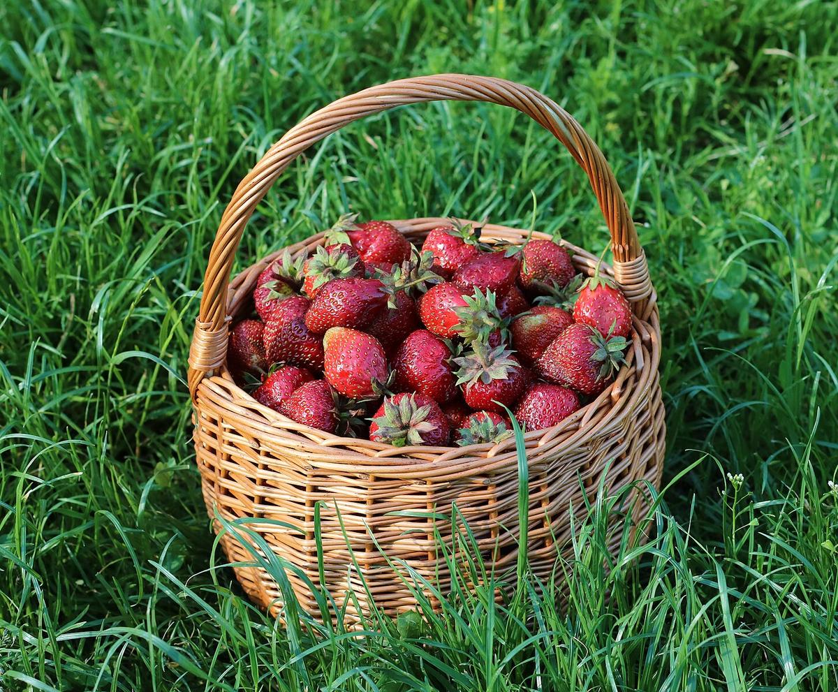 Strawberries play a romantic role in this tale by L.M. Montgomery. (<a href="https://commons.wikimedia.org/wiki/User:George_Chernilevsky">George Chernilevsky</a>/<a href="https://creativecommons.org/licenses/by-sa/4.0/deed.en">CC BY-SA 4.0</a>)