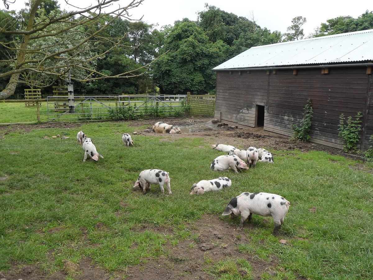 The Gloucestershire Old Spot Pigs at the Byrkley Garden Centre enjoy their life outdoors. (Anthony Parkes/CC BY-SA 2.0)