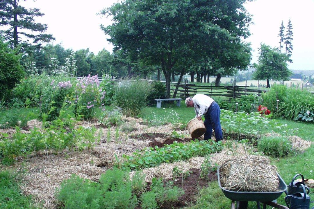 Pigs and Prejudice: L.M. Montgomery’s Short Story, ‘Them Notorious Pigs’