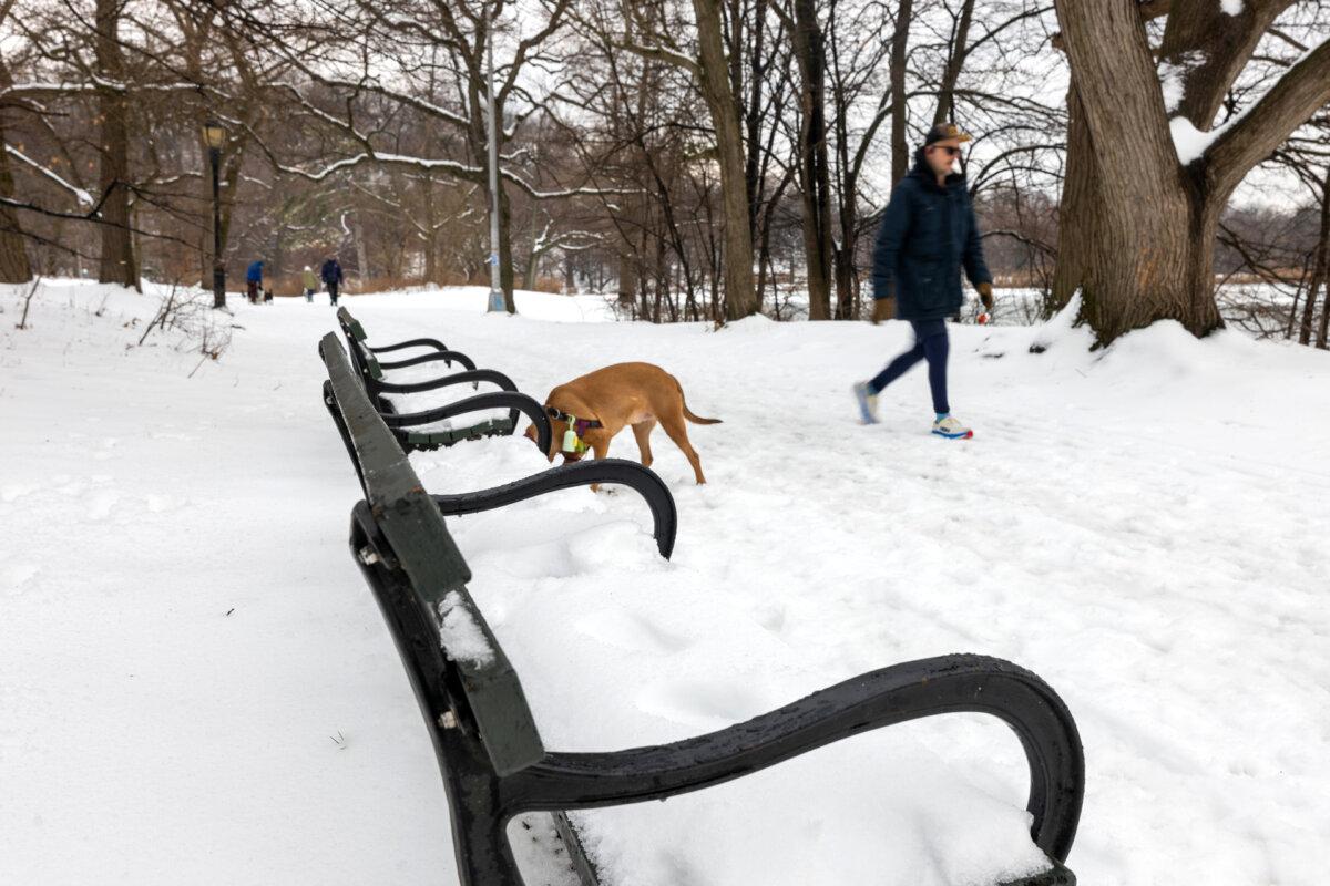 Dog Walker at Prospect Park after an overnight snowstorm in Brooklyn, New York City on February 9, 2025 (Spencer Platt/Getty Images)