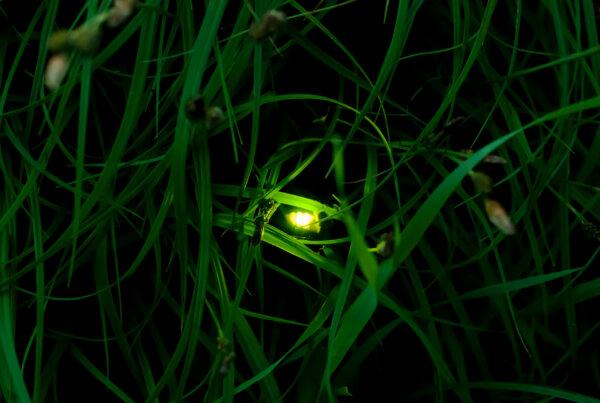 Witnessing the sparkle of fireflies on a warm summer evening can be a magical experience that stays with you for years to come. (Dreamstime/TNS)
