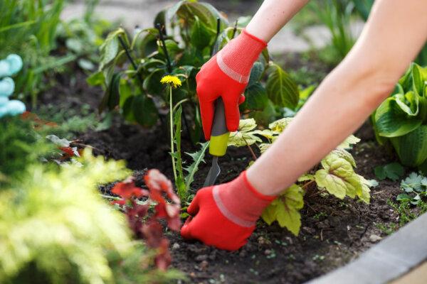 Table salt can double as a weed killer when mixed with equal parts water. (Kostenko Maxim/Shutterstock)