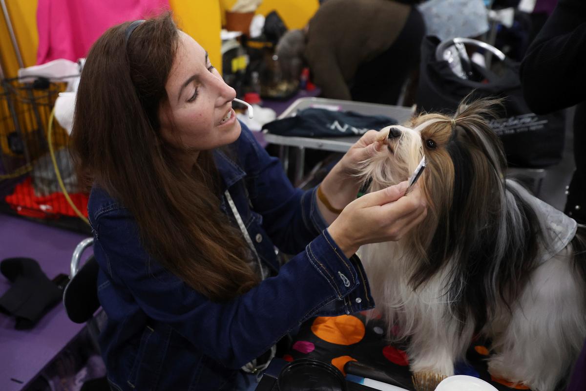 What Westminster Show Dogs’ Names Mean