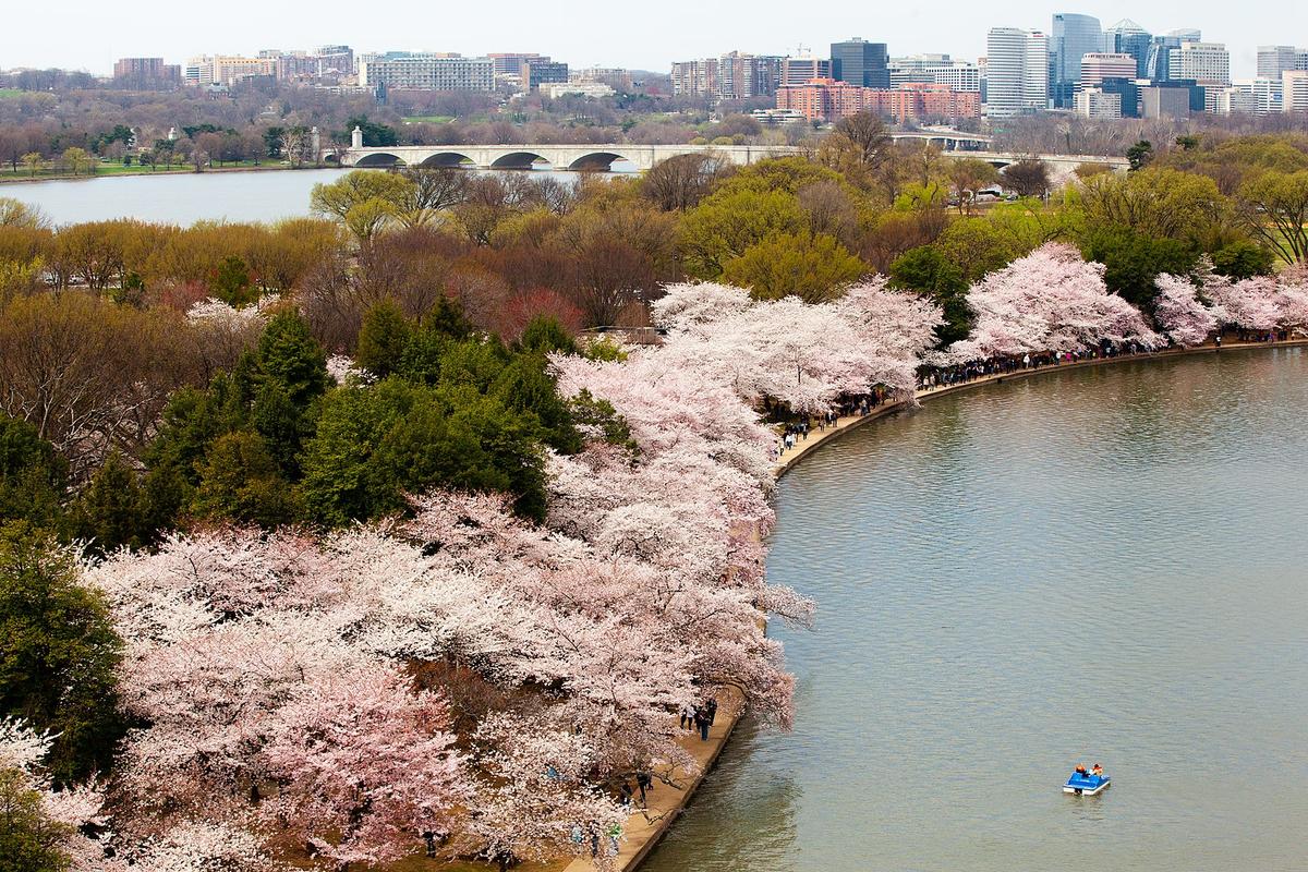 In April 2018, cherry trees bloom along the Tidal Basin, in Washington. (Public Domain)