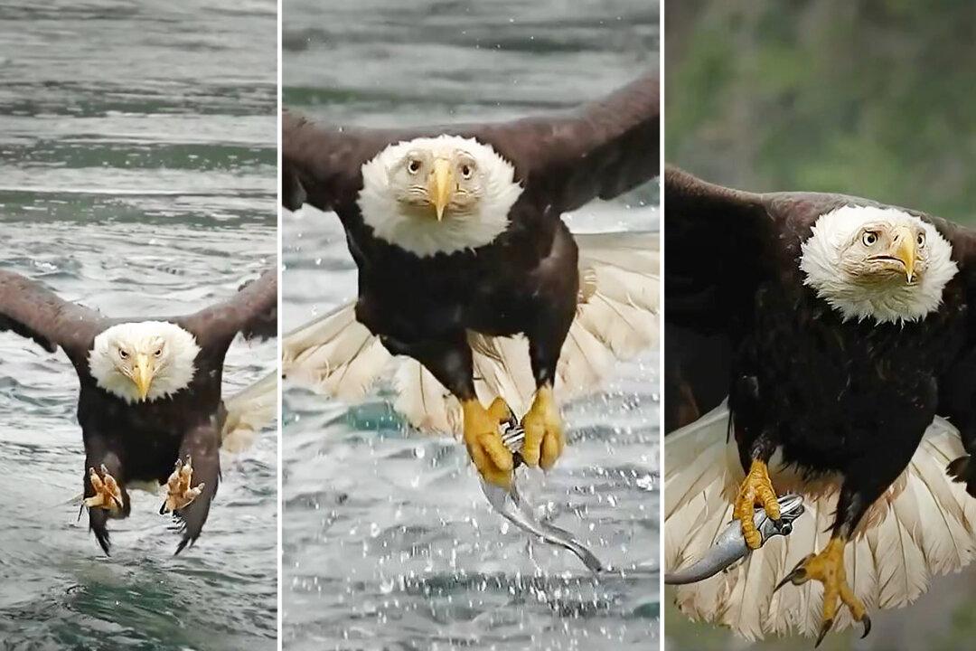 Photographer Films Feeding Frenzy as Eagles Snatch Fish From Powerful BC Rapids