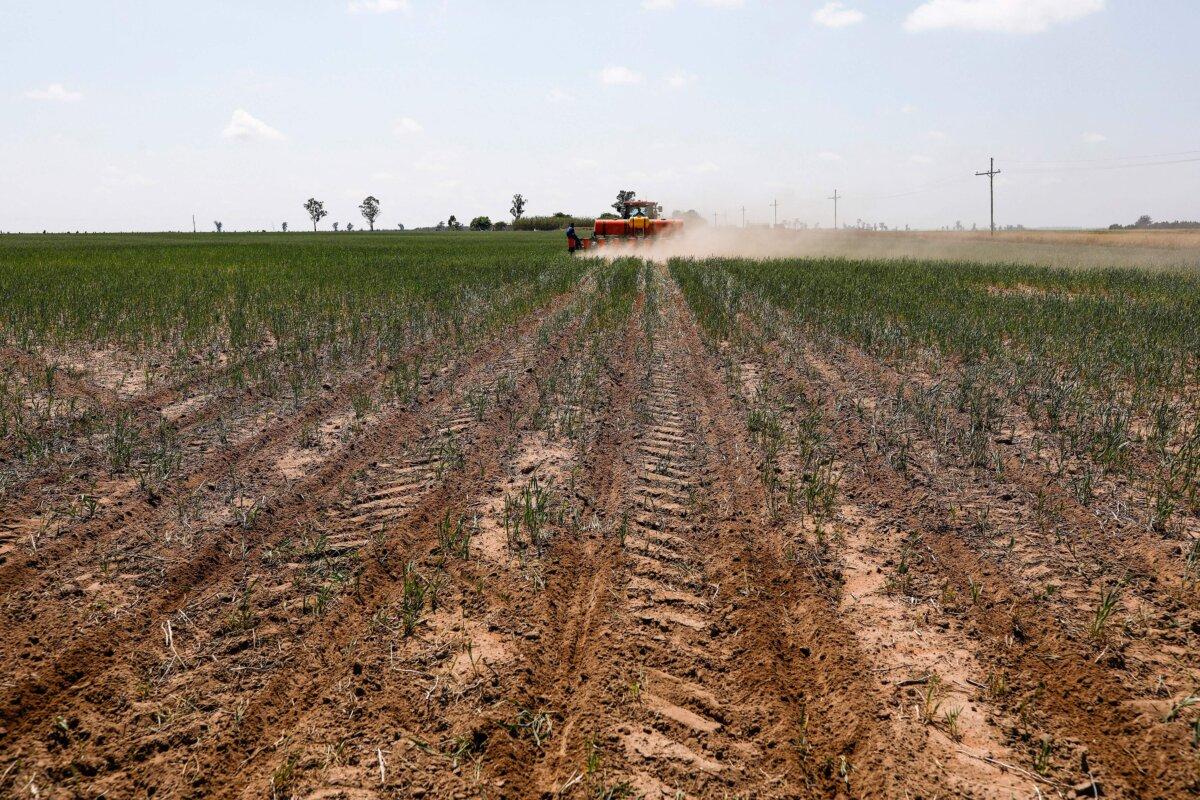 A general view of soy beans being planted in a field on a farm in Balfour, South Africa, on Oct. 20, 2021. (Phill Magakoe/AFP via Getty Images)