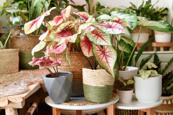 Secondhand plant pots can save you money and add character to the garden. (Firn/Shutterstock)