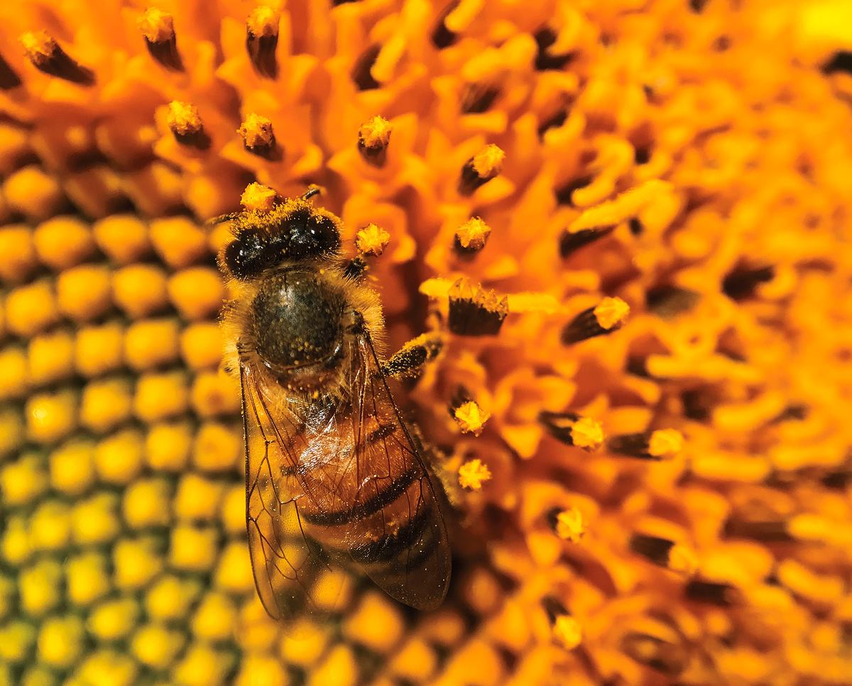 Kearney was intrigued by honey bees' behaviors and intelligence. (Hilary Kearney)