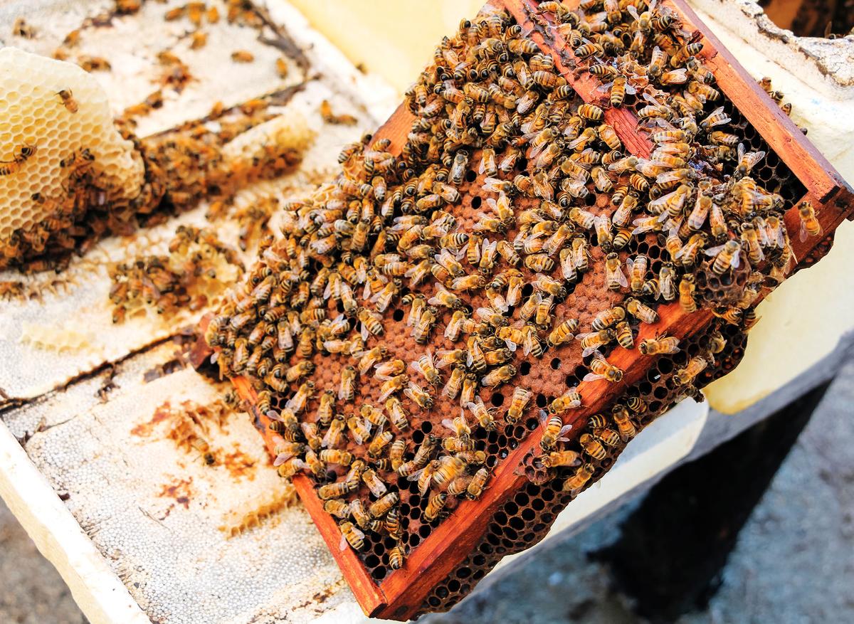 Kearney inspects a frame full of honeycomb. (Hilary Kearney)